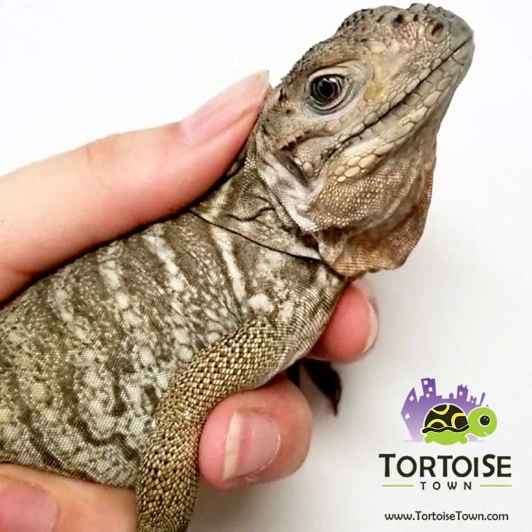 Rhino Iguana for sale online baby Rhinoceros iguanas for sale