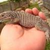 rhino iguana for sale