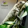 Rhino Iguana for sale