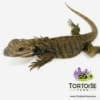 Rhino iguana for sale