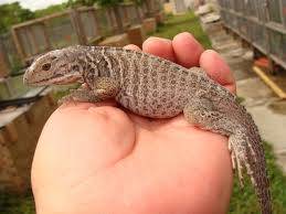 rhino iguana for sale