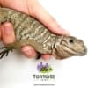 Rhino Iguanas for sale