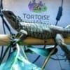 Rhino Iguanas for sale