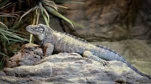 rhino iguanas for sale