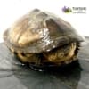 West African sideneck turtle