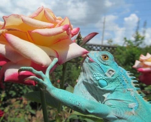 blue iguanas for sale