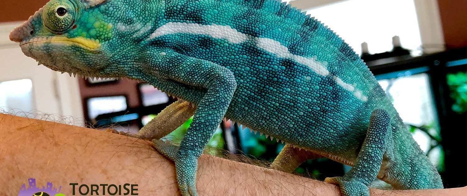 Nosy Be Panther Chameleon