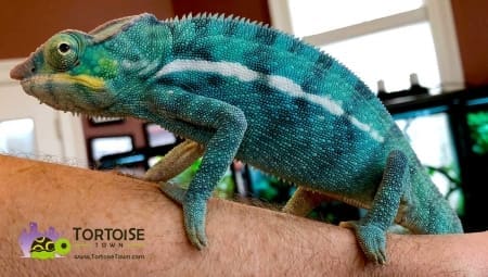 Nosy Be Panther Chameleon