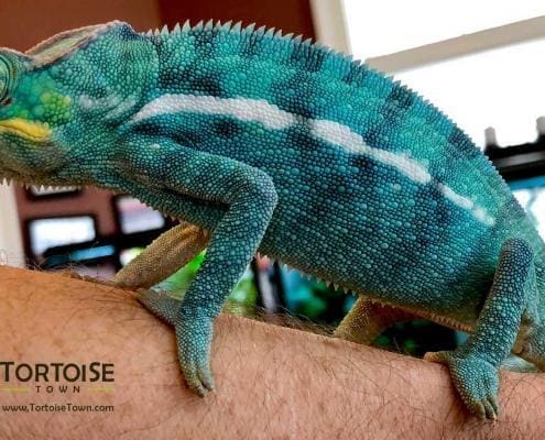 Nosy Be Panther Chameleon