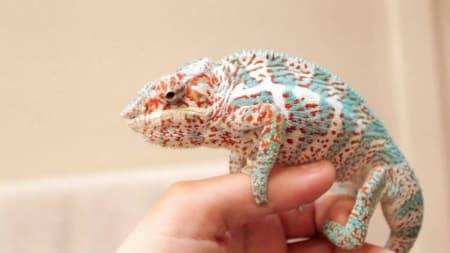 Nosy Faly Panther Chameleon