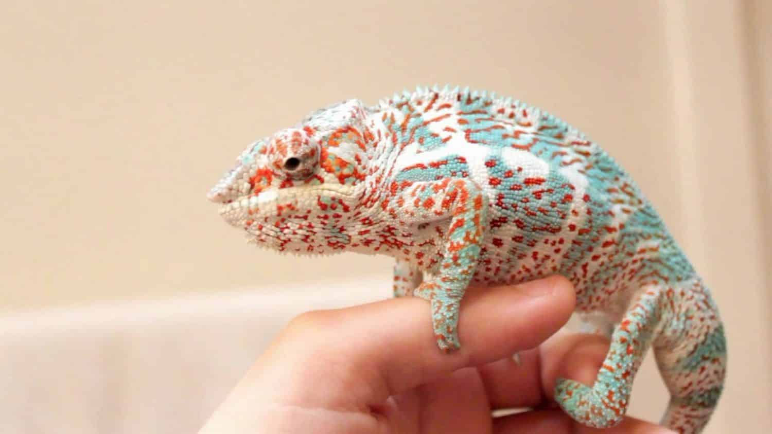 Nosy Faly Panther Chameleon for sale online Nosy Faly panther chameleon