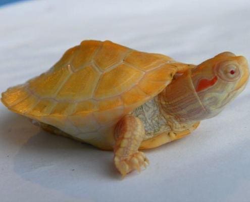 albino red eared slider for sale