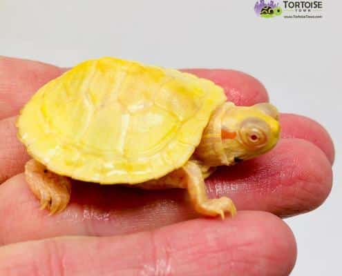 albino slider turtle