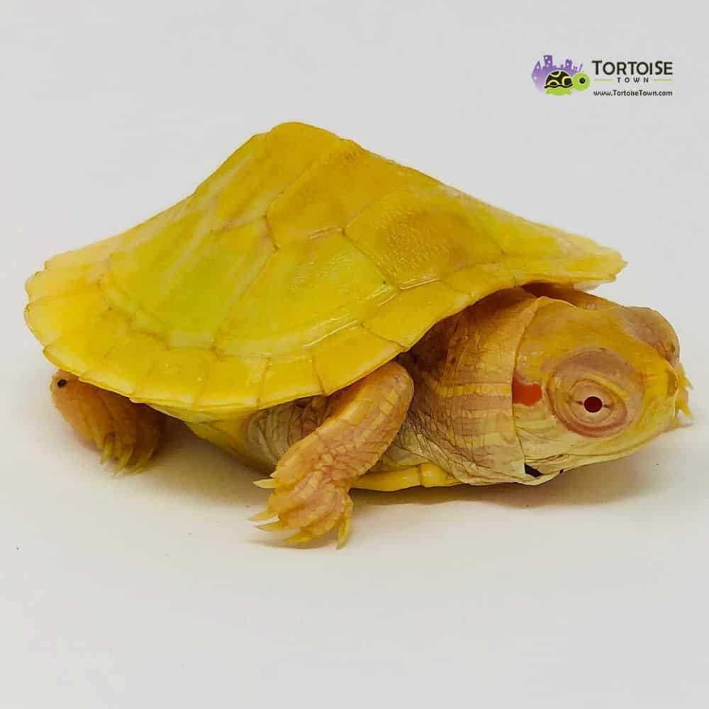 Albino Slider Turtle For Sale Baby Albino Red Eared Slider