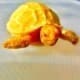 albino sulcata tortoise for sale