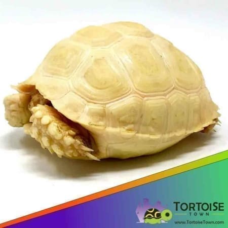 Albino Sulcata tortoise price