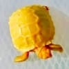 albino sulcata tortoise for sale