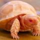 albino sulcata tortoises for sale