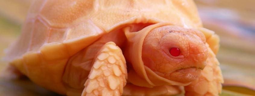 albino sulcata tortoises for sale