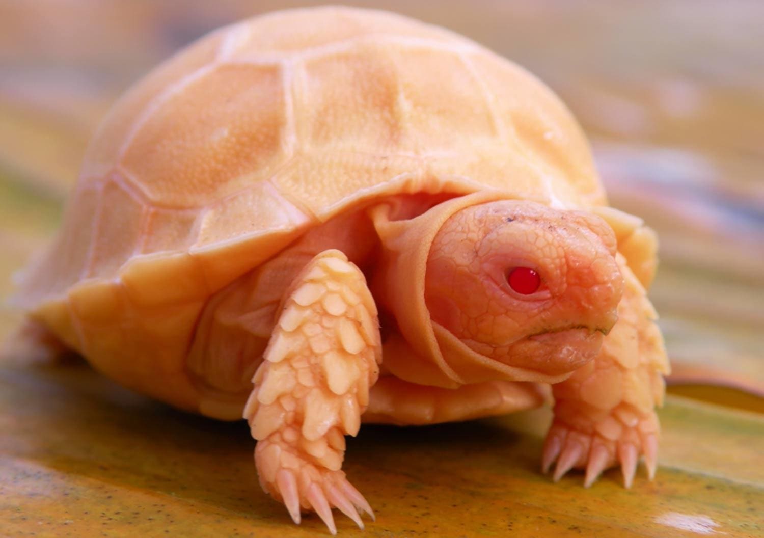 Sulcata Tortoise For Sale Washington Product Names Tortoise