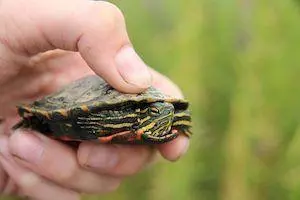 aquatic turtle for sale