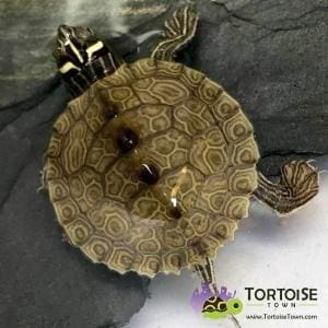 baby map turtle