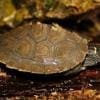 baby map turtles