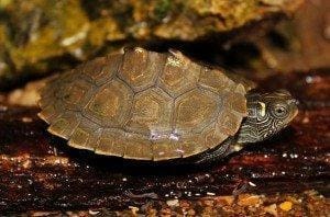 baby map turtles