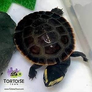 baby pink belly side necked turtle for sale