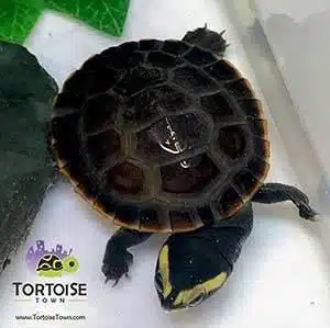 turtle shops near me