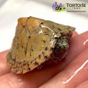 Razorback Musk turtle for sale