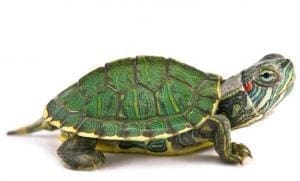 baby red ear slider turtle