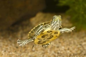 baby red eared slider