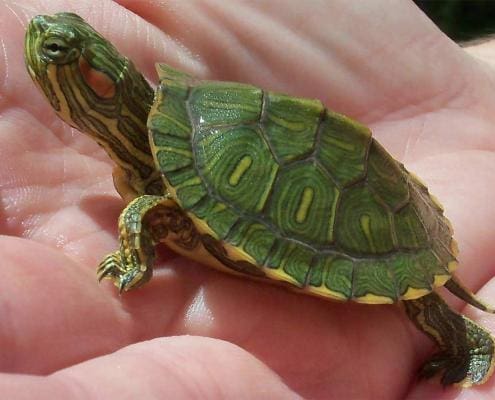 red eared slider turtle for sale