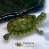 baby slider turtle for sale