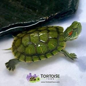 baby slider turtle