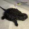 baby snapper turtle for sale