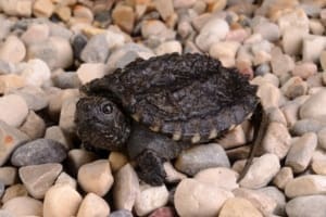 Snapping turtle