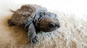 baby snapping turtle