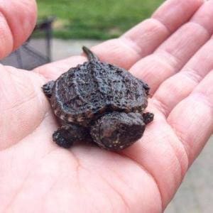 baby snapping turtle