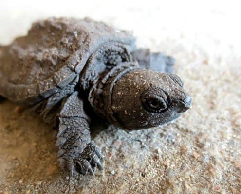 baby snapping turtle for sale