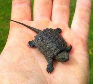 baby snapping turtles