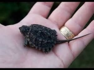 baby snapping turtles for sale