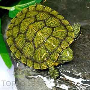 baby turtle for sale