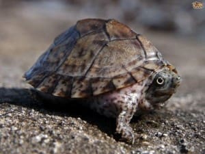 freshwater turtles