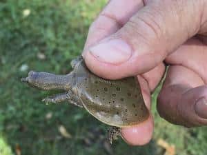 baby water turtle