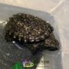 common snapping turtle for sale