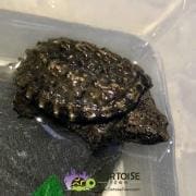Snapping turtle for sale | Baby Snapping turtle hatchlings for sale