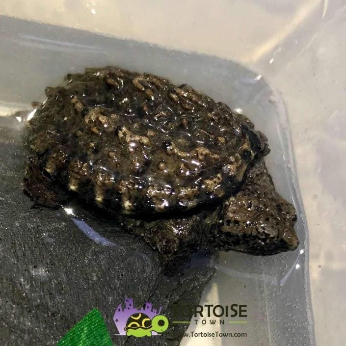 Snapping turtle for sale Baby Snapping turtle hatchlings for sale