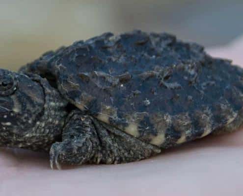 common snapping turtle for sale